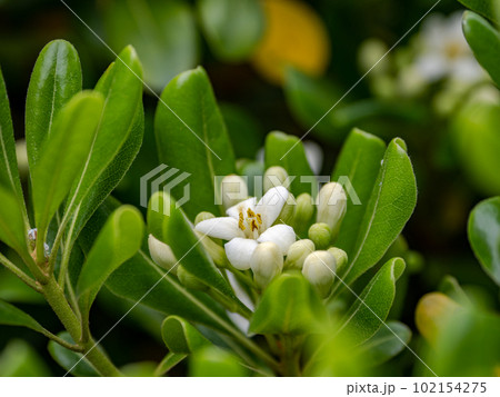 春に咲く白いトベラの花 102154275