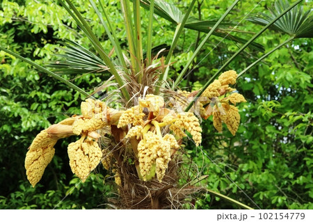 日毎に大きくなるシュロ(棕櫚)の雄花 日毎に大きくなるシュロ(棕櫚)の雄花 102154779
