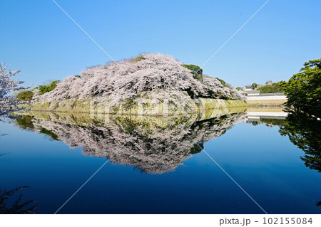 堀の桜の奥に彦根城 102155084