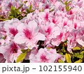 ツツジの花 102155940