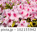 ツツジの花 102155942
