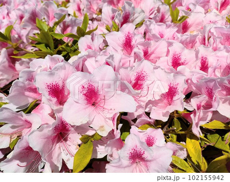 ツツジの花 ツツジの花 102155942