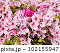 ツツジの花 102155947