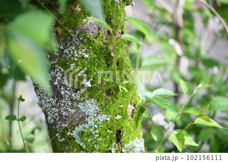 桜の老木に着生するコケ（苔） 102156111