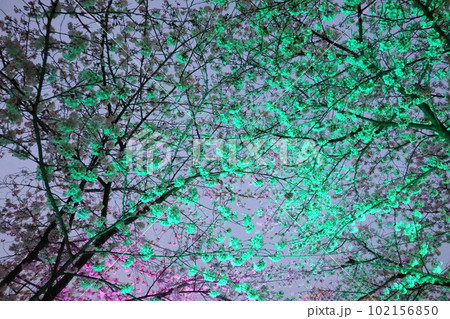 岡崎公園でお花見　岡崎市　岡崎公園　岡崎城　徳川家康　さくらまつり 102156850