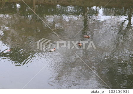 岡崎公園でお花見　岡崎市　岡崎公園　岡崎城　徳川家康　さくらまつり 102156935