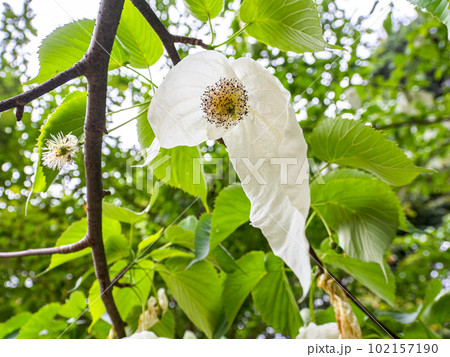 ハンカチノキ(ハンカチの木) 花本体は中心部で白色の大きなものは苞葉 ハンカチノキ(ハンカチの木) 花本体は中心部で白色の大きなものは苞葉 102157190