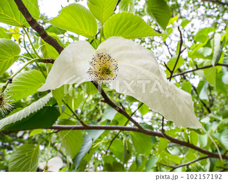ハンカチノキ(ハンカチの木) 花本体は中心部で白色の大きなものは苞葉 ハンカチノキ(ハンカチの木) 花本体は中心部で白色の大きなものは苞葉 102157192