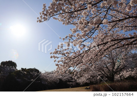 大高緑地にてお花見 大高緑地 名古屋市緑区 さくらまつり 大高緑地にてお花見 大高緑地 名古屋市緑区 さくらまつり 102157664