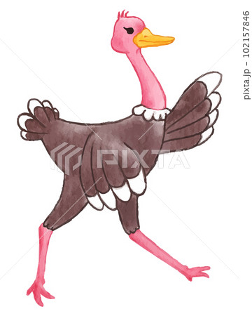 Ostrich . Watercolor paint design . Cute animal cartoon character . Running gesture . Vector . Ostrich . Watercolor paint design . Cute animal cartoon character . Running gesture . Vector . 102157846