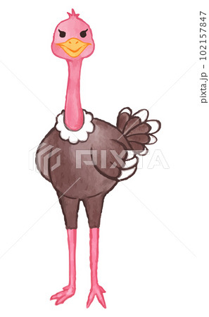 Ostrich . Watercolor paint design . Cute animal cartoon character . Standing gesture . Vector . Ostrich . Watercolor paint design . Cute animal cartoon character . Standing gesture . Vector . 102157847