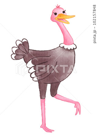 Ostrich . Watercolor paint design . Cute animal cartoon character . Walking gesture . Vector . Ostrich . Watercolor paint design . Cute animal cartoon character . Walking gesture . Vector . 102157848