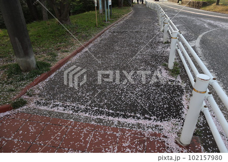大高緑地公園 大高緑地 お花見 散歩 大高緑地公園 大高緑地 お花見 散歩 102157980