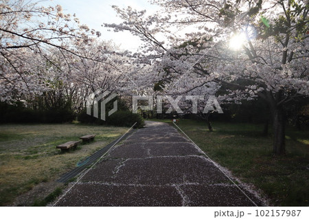大高緑地公園 大高緑地 お花見 散歩 大高緑地公園 大高緑地 お花見 散歩 102157987
