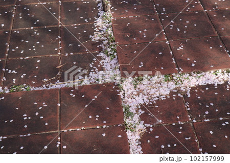 大高緑地公園 大高緑地 お花見 散歩 大高緑地公園 大高緑地 お花見 散歩 102157999