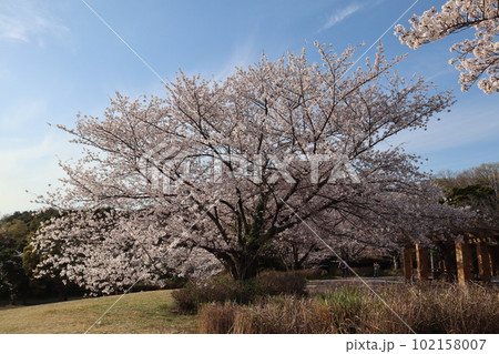 大高緑地公園 大高緑地 お花見 散歩 大高緑地公園 大高緑地 お花見 散歩 102158007