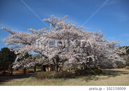 大高緑地公園 大高緑地 お花見 散歩 大高緑地公園 大高緑地 お花見 散歩 102158009