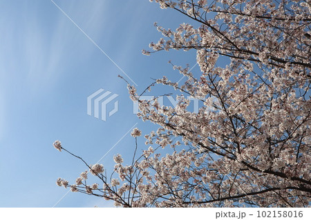 大高緑地公園 大高緑地 お花見 散歩 大高緑地公園 大高緑地 お花見 散歩 102158016