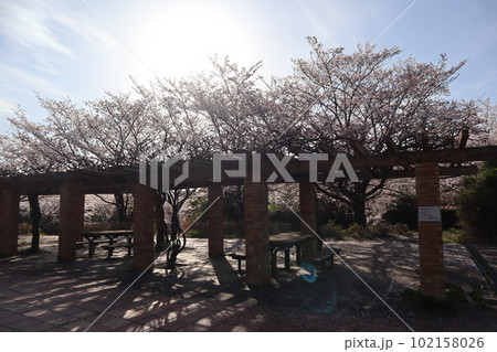 大高緑地公園 大高緑地 お花見 散歩 大高緑地公園 大高緑地 お花見 散歩 102158026