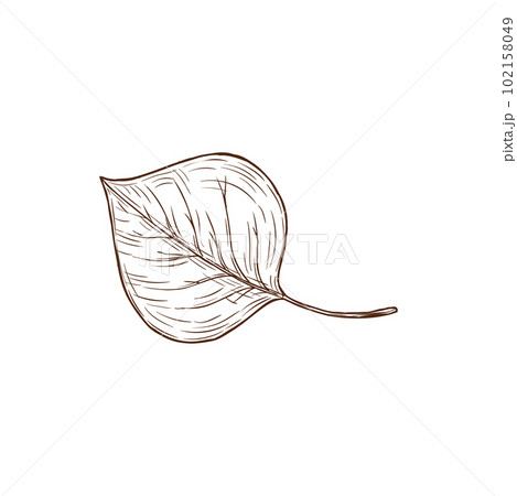 Sketch aspen leaf, vector autumn foliage, fallen tree leaf of brown color with streaks isolated on white background, hand drawn design element, natural object Sketch aspen leaf, vector autumn foliage, fallen tree leaf of brown color with streaks isolated on white background, hand drawn design element, natural object 102158049