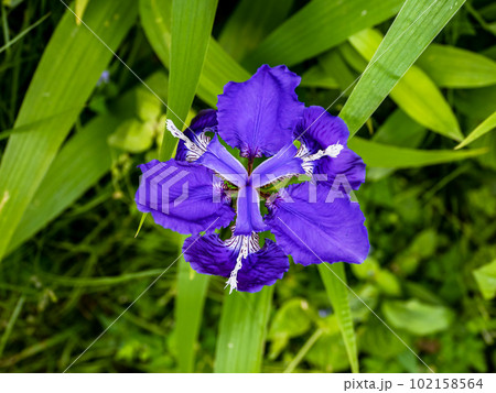 アヤメ類の中でいちばん初めに咲く花【イチハツ（一初）】の写真素材 [102158564] - PIXTA