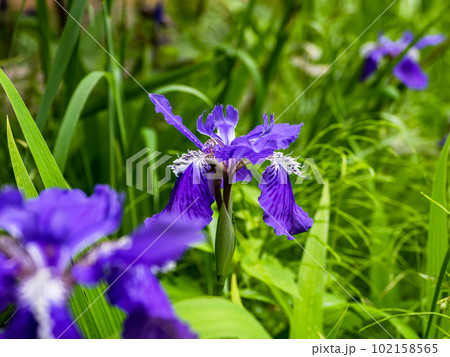 アヤメ類の中でいちばん初めに咲く花【イチハツ（一初）】の写真素材 [102158565] - PIXTA