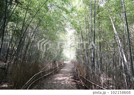 大高緑地公園 大高緑地 タケノコ 筍掘り たけのこ たけのこ掘り 大高緑地公園 大高緑地 タケノコ 筍掘り たけのこ たけのこ掘り 102158608