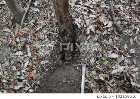 大高緑地公園　大高緑地　タケノコ　筍掘り　たけのこ　たけのこ掘り 102158616