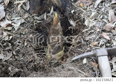 大高緑地公園 大高緑地 タケノコ 筍掘り たけのこ たけのこ掘り 大高緑地公園 大高緑地 タケノコ 筍掘り たけのこ たけのこ掘り 102158621