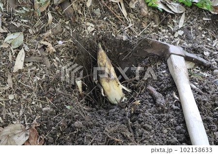 大高緑地公園 大高緑地 タケノコ 筍掘り たけのこ たけのこ掘り 大高緑地公園 大高緑地 タケノコ 筍掘り たけのこ たけのこ掘り 102158633