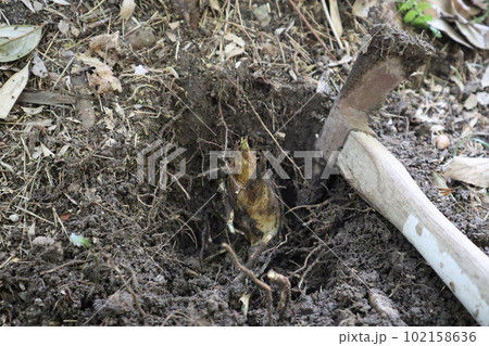大高緑地公園 大高緑地 タケノコ 筍掘り たけのこ たけのこ掘り 大高緑地公園 大高緑地 タケノコ 筍掘り たけのこ たけのこ掘り 102158636