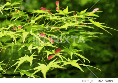初夏の青もみじ 初夏の青もみじ 102158691