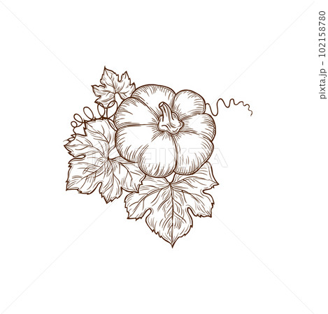 Sketch pumpkin vector ripe raw plant, vegetable with leaves and vine. Autumnal harvest for Thanksgiving Day Celebration. Cartoon element for design isolated on white background Sketch pumpkin vector ripe raw plant, vegetable with leaves and vine. Autumnal harvest for Thanksgiving Day Celebration. Cartoon element for design isolated on white background 102158780