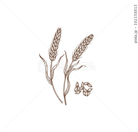Barley Hordeum vulgare cereal grain plant and spikes isolated monochrome icon. Vector superfood gluten free spikes, porridge ingredient. Wheat field plant, organic healthy food cultivation agriculture 102158813