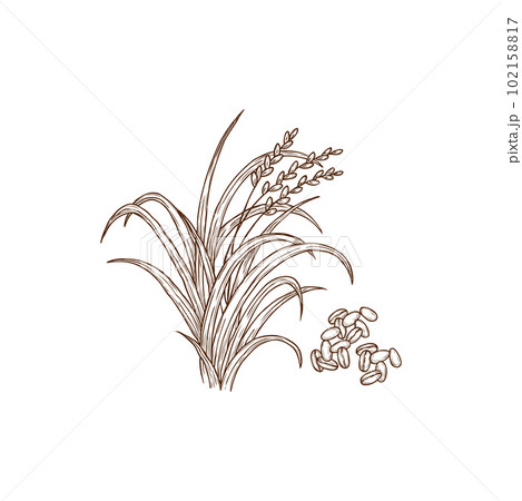 Rice plant oryza sativa common asian plant isolated monochrome icon. Vector superfood, wild Oryza glaberrima African rice. Porridge ingredient, agriculture and farming cereal crop, organic food Rice plant oryza sativa common asian plant isolated monochrome icon. Vector superfood, wild Oryza glaberrima African rice. Porridge ingredient, agriculture and farming cereal crop, organic food 102158817