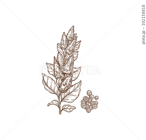 Quinoa plant and seeds superfood isolated monochrome icon. Vector cereal crop, sorghum field plant rich in protein, dietary fiber, B vitamins and minerals. Agriculture cultivation, Chenopodium quinoa 102158818