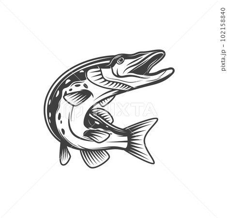 Pike fish or freshwater pickerel and walleye, vector isolated icon. Freshwater and marine fish, food and fishing pike or pickerel walleye, fishery market catch 102158840