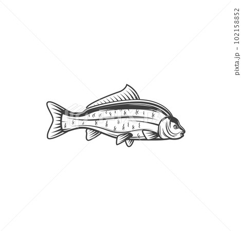 Carp fish, sea food and fishing vector icon. Freshwater fish of river or lake carp, cuisine cooking food or marine restaurant menu fish, fishery market catch in flat line 102158852