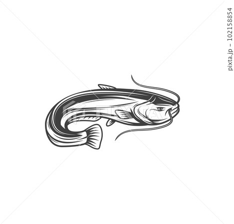 Catfish or burbot fish, freshwater and ocean fishing vector icon. Sheatfish or bubbot, mariah cod or ling, seafood menu and marine cuisine cooking fish in flat line Catfish or burbot fish, freshwater and ocean fishing vector icon. Sheatfish or bubbot, mariah cod or ling, seafood menu and marine cuisine cooking fish in flat line 102158854