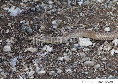 日向ぼっこする　アオダイショウ　半身 102159291
