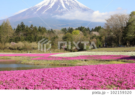 芝桜　富士山 102159320