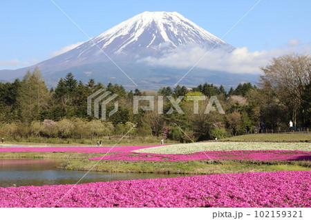 芝桜　富士山 102159321