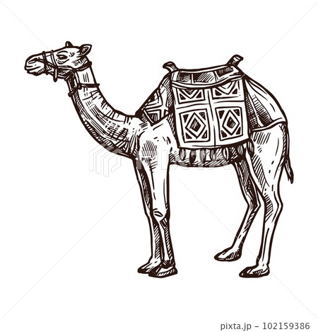 Black and white Camel drawing Sticker for Sale by PencilArt  Redbubble