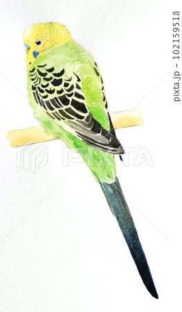 止まり木に止まったセキセイインコ・オパーリングリーンの後ろ姿の