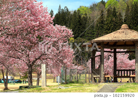 白川湖公園桜 白川湖公園桜 102159920