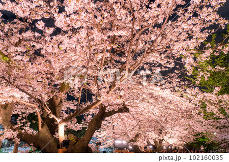 《東京都》春の千鳥ヶ淵・桜満開の夜景 《東京都》春の千鳥ヶ淵・桜満開の夜景 102160035