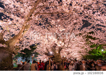 《東京都》春の千鳥ヶ淵・桜満開の夜景 102160036