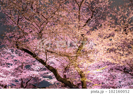 《東京都》春の千鳥ヶ淵・桜満開の夜景 102160052