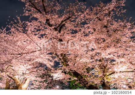 《東京都》春の千鳥ヶ淵・桜満開の夜景 102160054