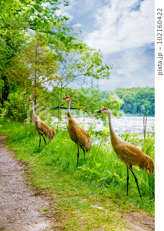 Sandhill Cranes in Kensigton Sandhill Cranes in Kensigton 102160422